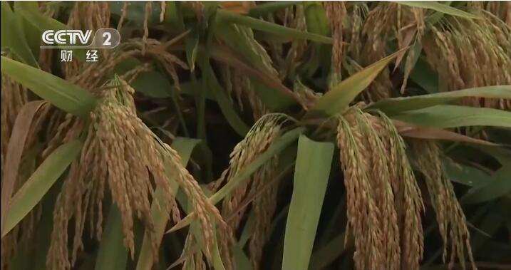 【乡村振兴看一线】湖南衡南：第三代杂交水稻双季亩产再创世界纪录