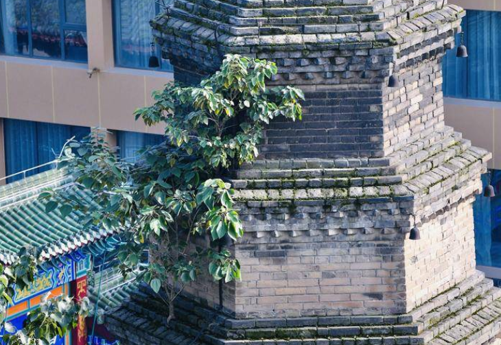 西安书院门宝庆寺古塔塔身长树 恐对古塔保护不利亟需处理