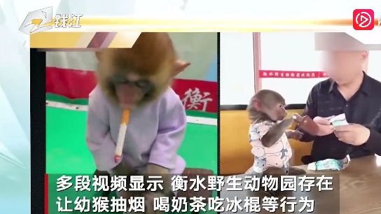 河北一动物园强迫幼猴抽烟并拍视频 称初衷系宣传禁烟