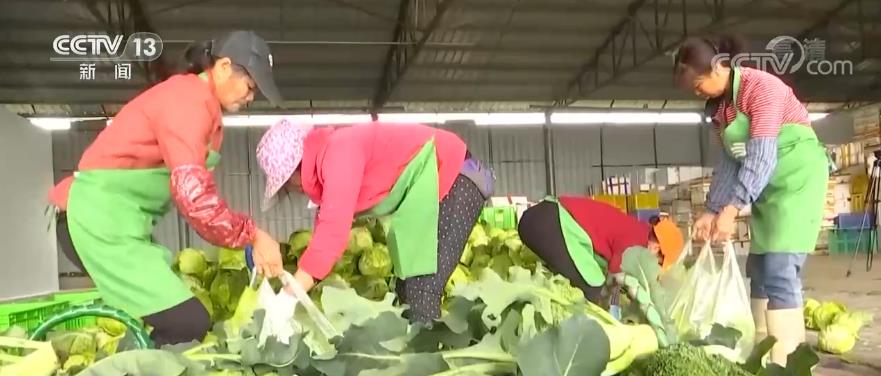 今冬明春农副产品供应保障 | 13省区在田蔬菜进入采收旺季 菜价涨幅已收窄