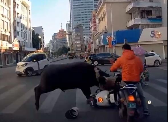 一名骑电动车的市民被水牛突然撞倒