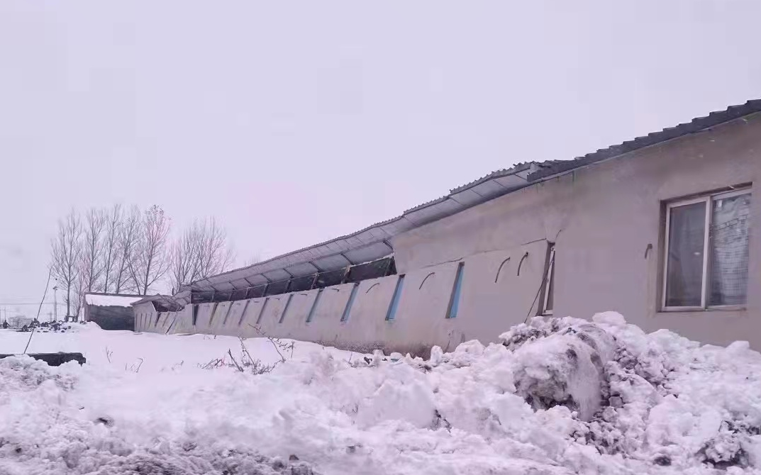 暴雪下的柳条寨：上百种植大棚受灾 农户称一个棚就损失百万