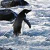 南极企鹅奇幻漂流记