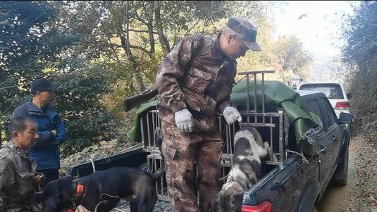四川野猪捕猎队:不敢打也打不过 4万元刚买的猎犬被野猪咬死了 