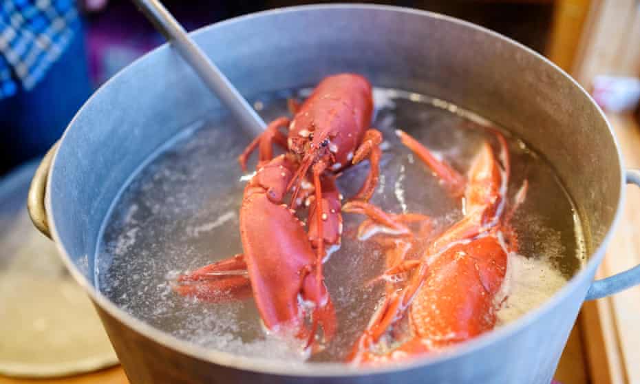 英国政府委托进行的一项调查报告称，章鱼、螃蟹和龙虾等动物能够感知疼痛或者痛苦，并呼吁不要采取活煮的烹饪方式。     资料图