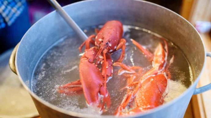 英国政府调查：龙虾、螃蟹也会痛 禁止活煮烹饪