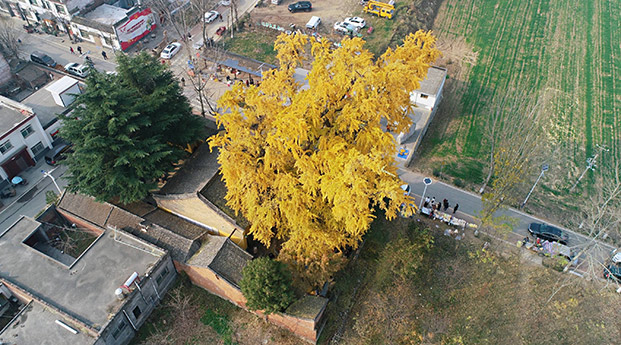 长安百塔寺1700多年的大银杏树