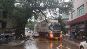 温州300岁榕树被货车撞伤 村委会获赔14万余元