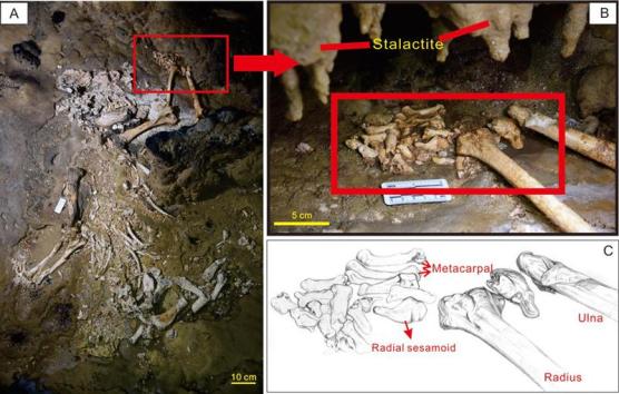 贵州双河洞发现10万年前大熊猫化石
