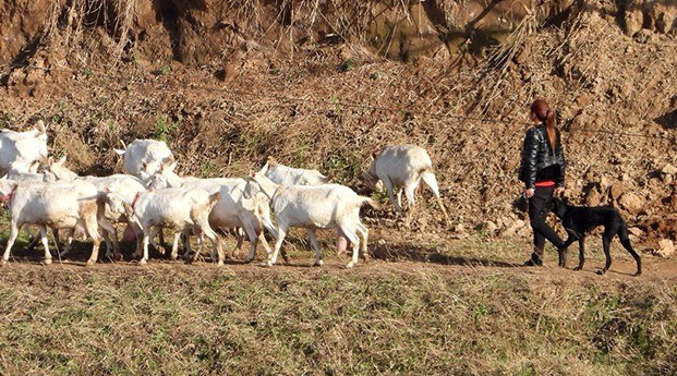 冬季农村牧羊女和她的羊群！