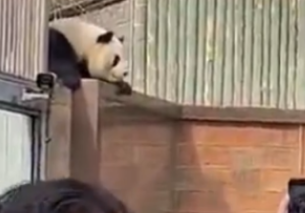 北京动物园回应大熊猫翻出围栏“越狱”：运动场将改造