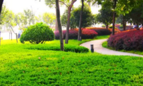 陕西城市绿化工作新规：居民出行“300米见绿，500米见园”