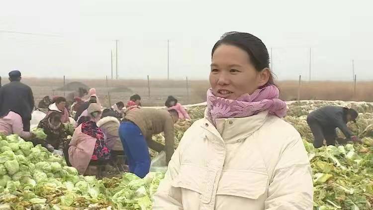 山东菏泽村民给西安捐5万公斤大白菜：“这其实是我2021年的大部分收入”