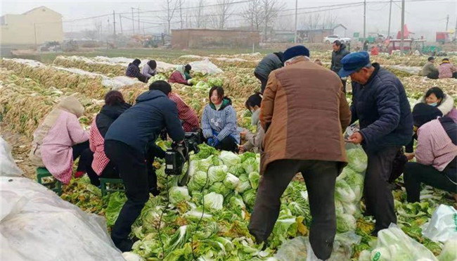 山东菏泽村民给西安捐5万公斤大白菜：“这其实是我2021年的大部分收入”