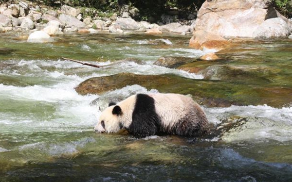 汉中佛坪保护区巡护员与大熊猫相互“接见”