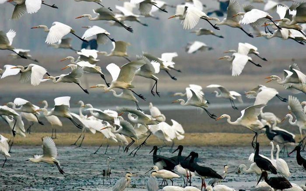 陕西省野生动植物保护协会联合华商报发出“爱鸟护飞”倡议书