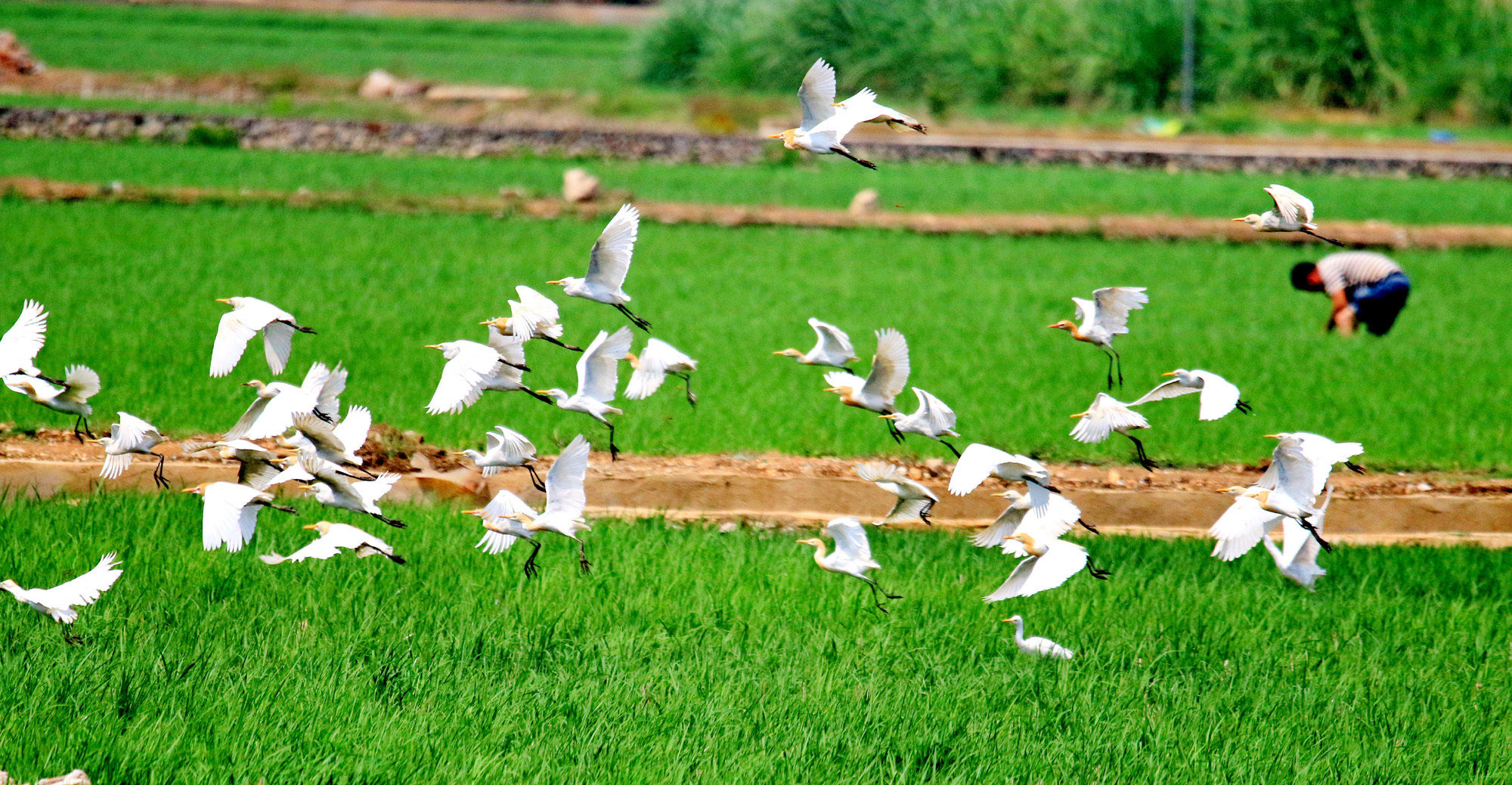 大美中国 候鸟北归丨壮观！云南孟连1000余只白鹭进入繁殖期
