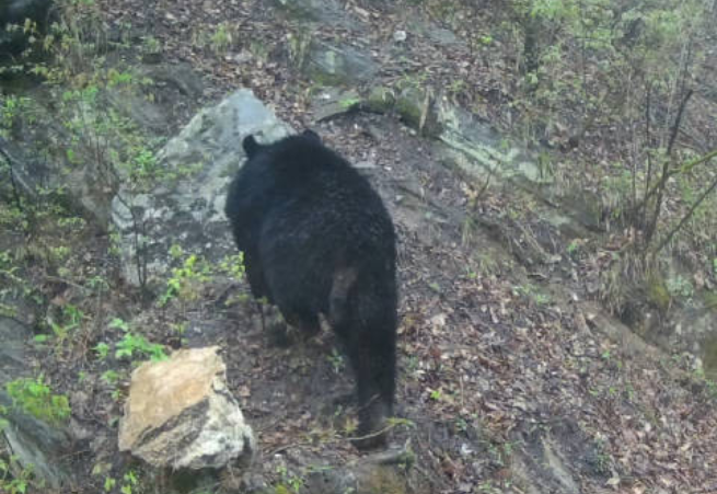 熊出没请注意!秦岭红外相机拍到国二亚洲黑熊
