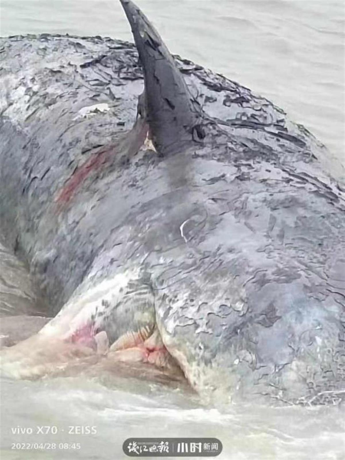 浙江象山海域发现抹香鲸尸体，专家：极可能是此前搁浅获救那头
