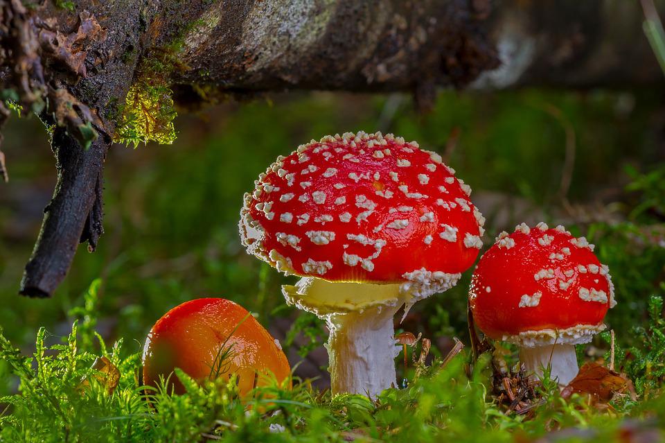 采食野生蘑菇風險有多高？這些提示一定要看