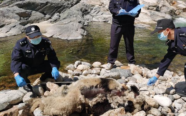 陕西洋县发现一野生大熊猫死亡 森林公安：排除人为猎杀