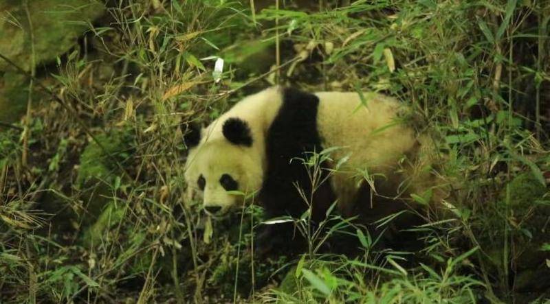 偶遇野生大熊猫！陕西省太白林业局工作人员巡护监测时遇惊喜