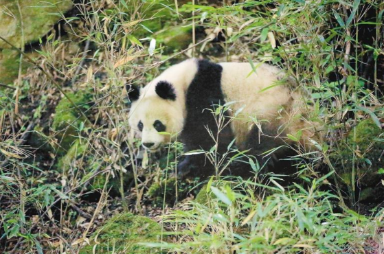 林业人员在黄柏塬邂逅野生大熊猫
