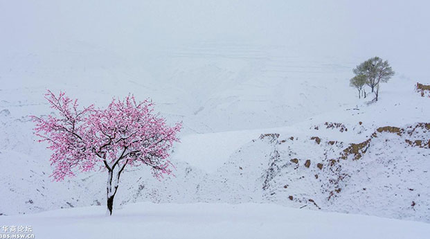 “我在陕西踏春”作品展：杏花遇春雪