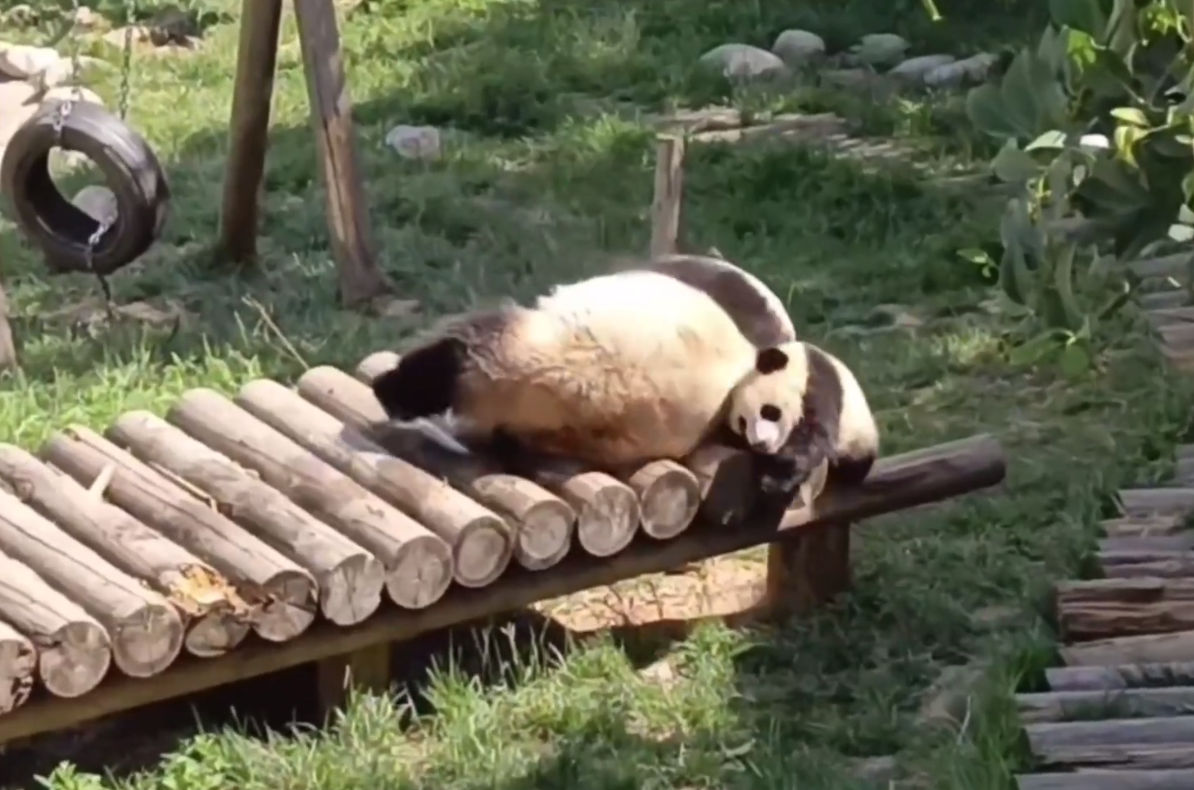 秦岭大熊猫“摆烂式”户外带娃 把7个多月大的幼仔当枕头