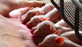 農業農村部審議并原則通過《生豬產能調控工作考核方案》