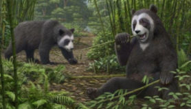 最新研究：熊猫食竹历史或可追溯到600万年前