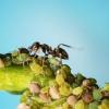 蚂蚁“放牧”