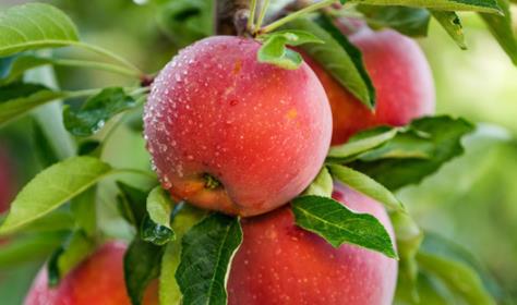 上半年陕西哪些水果受欢迎 苹果、枣子、猕猴桃、柿饼是网销“四大天王”