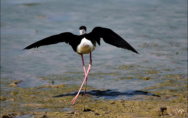 渭河“打鸟”：鸟界“超模”----黑翅长脚鹬