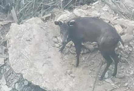 一只毛冠鹿在工地“溜达” 长安区秦保局：未受伤不提倡救助 