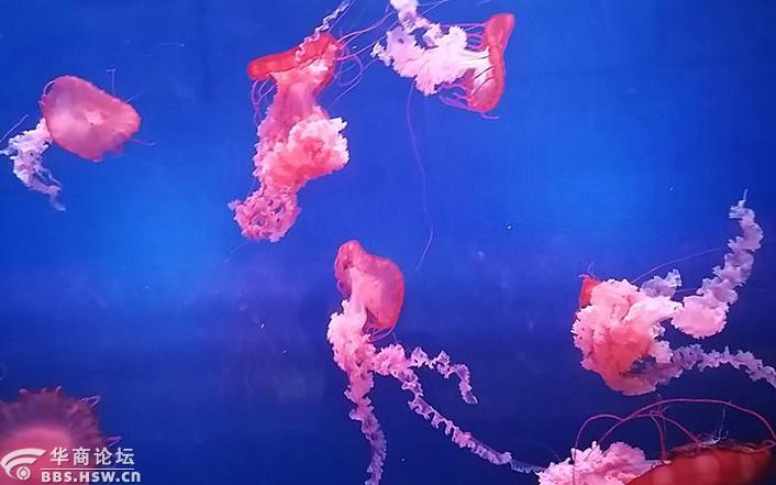 西安海洋馆的水母世界