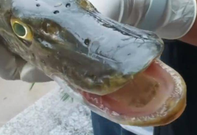 西安昆明池景区发现“鳄雀鳝”？其实是白斑狗鱼