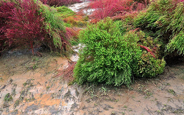 汉长安城遗址公园给网红地肤草浇水，能阻挡游客的进入吗？