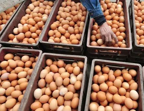 鸡蛋价格为何越来越高?不同人群吃多少鸡蛋好?