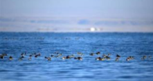 青海湖秋季迁徙水鸟数量创历史新高 较上年同期增三成多