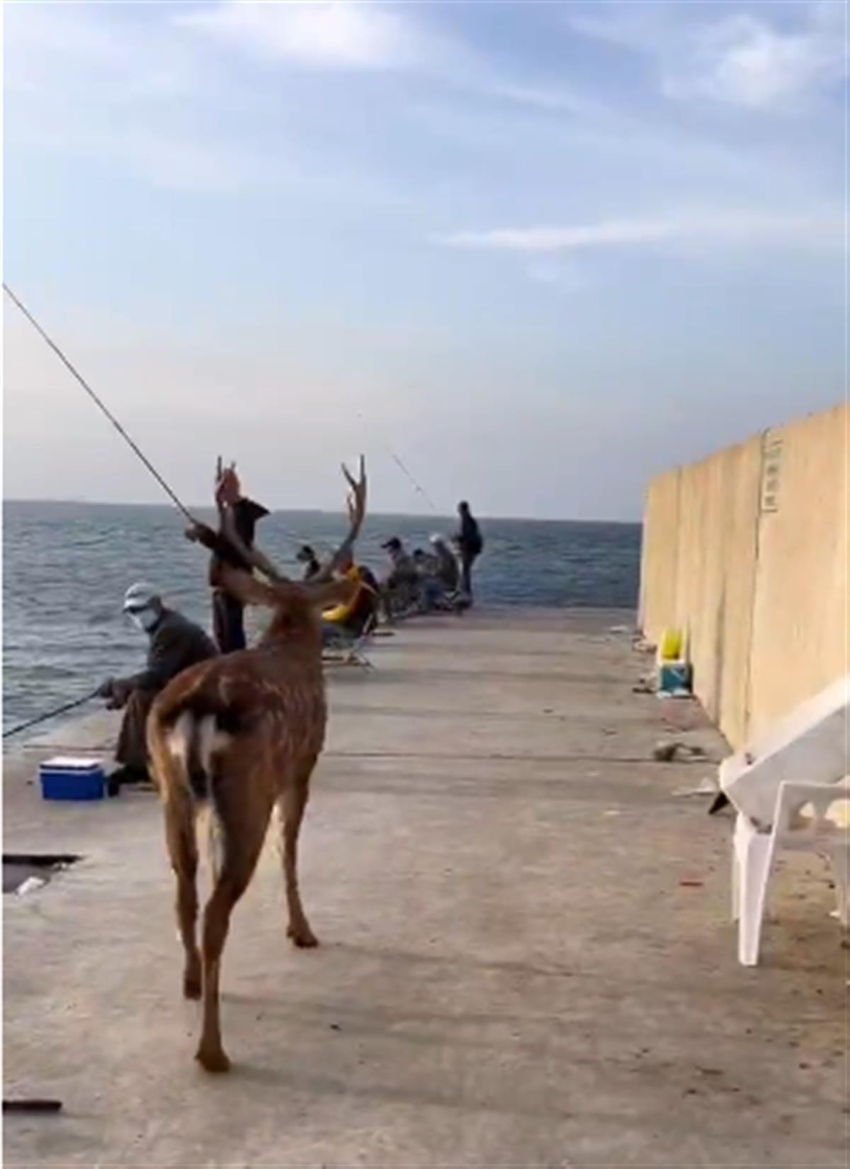 网传梅花鹿踱到海边顶撞钓鱼人 大连官方：野生的，遇到请避开