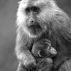 陕西最大的猴子——藏酋猴