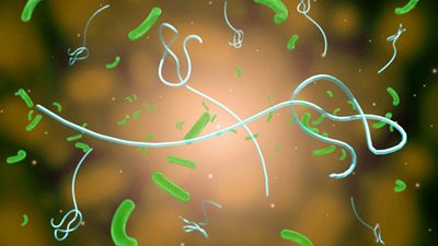 儿童是如何感染幽门螺旋杆菌的?