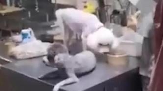 骑手曝光沙拉店宠物狗舔食外卖包装 杭州一店家被罚1.5万