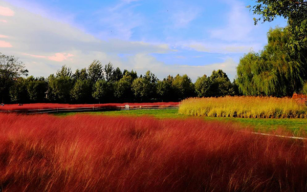 大明宫遗址公园粉黛乱子草随拍
