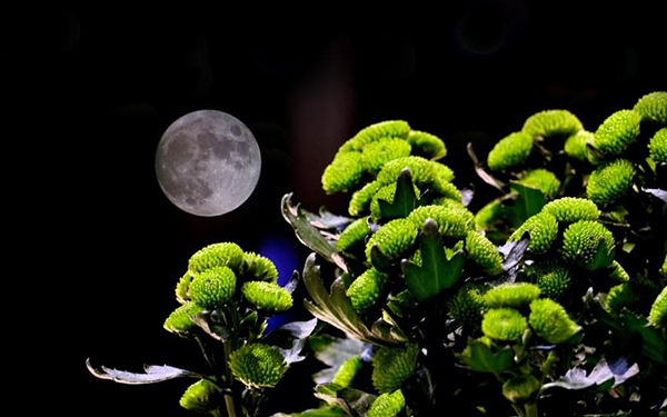 兴庆公园明月夜赏菊记