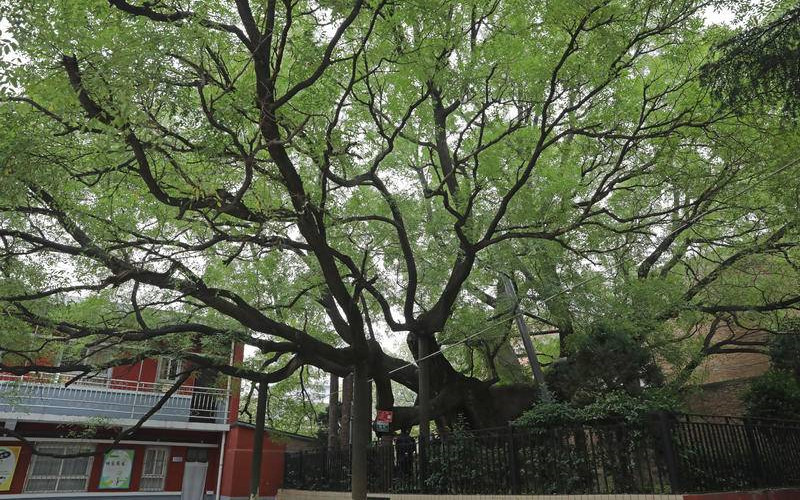 探访西安市临潼区2300余岁“护王槐”：树高18米，是全国少见的古槐
