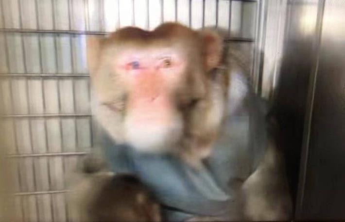 手术室直击：4只移植猴存活11天啦