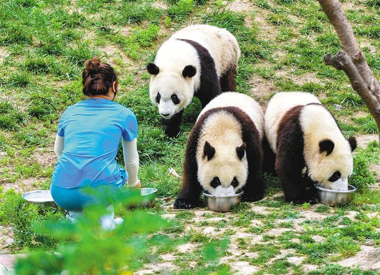 選址長安區灤鎮規劃9大板塊 秦嶺大熊貓科學公園要來了！