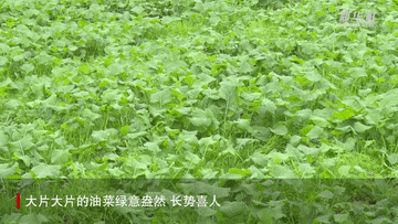 新华全媒+｜陕西汉中：机械化让114万亩油菜高效播栽 打下丰产基础